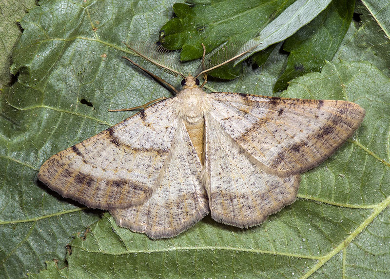 Selidosema brunnearia, Geometridae